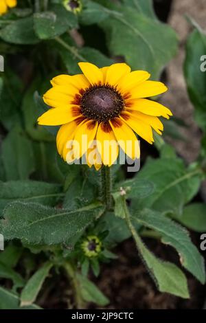 Rudbeckia hirta 'Big Smileyz Love' plante herbacée d'été vivace d'été d'orange jaune communément connue sous le nom de Susan des yeux noirs ou Coneflow St Banque D'Images