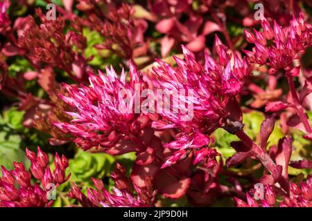 Sedum spium un été automne violet plante de fleur vivace communément connu sous le nom de grès caucasien, image de stock photo Banque D'Images