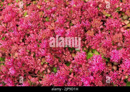 Sedum spium un été automne violet plante de fleur vivace communément connu sous le nom de grès caucasien, image de stock photo Banque D'Images