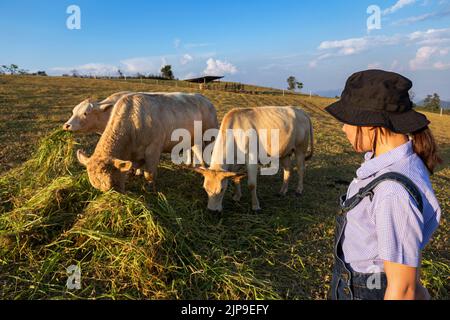 femme asiatique dans le style de mode de cow-boy détendre ses vacances avec la famille de vaches là espace de pâturage et fond coloré de nature Banque D'Images