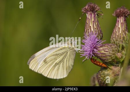 Un papillon blanc à veiné vert, Pieris nali, et un coléoptère de soldat rouge, Rhagonycha fulva, se nourrissant d'une fleur de tweed Banque D'Images