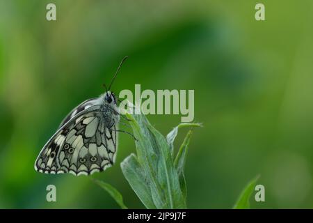 Gros plan d'un papillon blanc marbré dans la nature sur une feuille, fond vert naturel, belle photo macro Banque D'Images