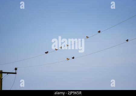Redwings (Turdus iliacus) assis sur un fil télégraphique qui attrape la lumière dans différentes directions, Yorkshire, faune britannique. Banque D'Images