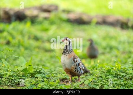 Perdrix à pattes rouges (Alectoris rufa) sur une réserve naturelle dans la campagne de Herefordshire au Royaume-Uni. Avril 2022 Banque D'Images