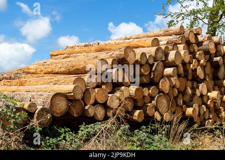 Grande pile de bois de pin de bois empilé près de la route de terre campagne contre le ciel bleu et la forêt. Scierie industrie de coupe de bois. Illégal Banque D'Images