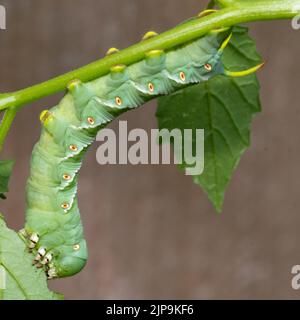 Un hornworm de tabac vert avec des taches jaunes le long de sa section médiane et des cornes jaunes au dos se nourrit d'une plante tomatillo, qui se trouve dans les solanaceae fa Banque D'Images