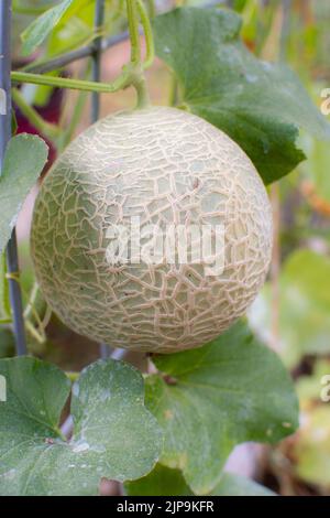 Un melon musqué (cantaloup) poussant sur un treillis dans le jardin où il mûrîtra bientôt pour devenir un régal doux et sain. Banque D'Images