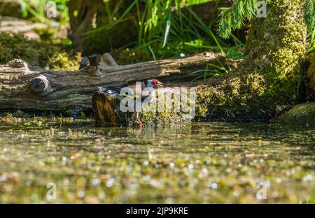 Goldfinch (Carduelis carduelis) perché sur une bûche en décomposition au bord de l'eau. Perthshire Ecosse Royaume-Uni. Juin 2021 Banque D'Images