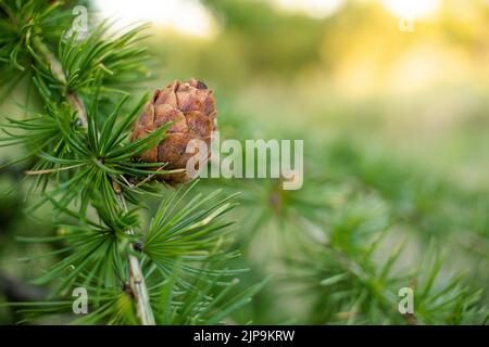 Branche de Larch Larix decidua européen avec des cônes de pin sur un arrière-plan flou et un espace de copie sur la droite. Banque D'Images