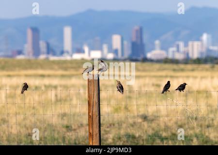 Troupeau de jeunes éboulings européens (Sturnus vulgaris) sur la clôture de la réserve naturelle nationale de Rocky Mountain Arsenal, Commerce City, près de Denver, Color Banque D'Images