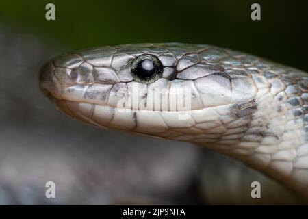 Colubrid, serpent Aesculapien, colubrids Banque D'Images