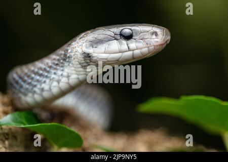 colubrid, serpent aesculapien, colubrids Banque D'Images