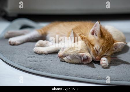 Chaton thaïlandais orange et blanc, 4 mois, dormant dans la maison. Banque D'Images