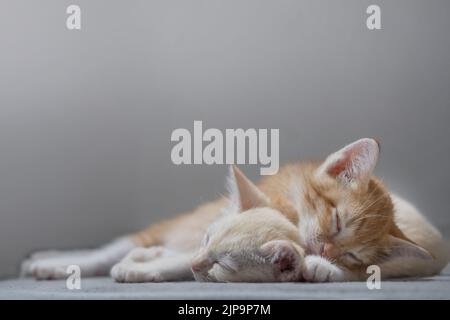 Chaton thaïlandais orange et blanc, 4 mois, dormant dans la maison. Banque D'Images