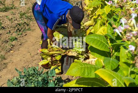 Une agricultrice recueille et empile les feuilles de tabac dans un tas pour les charger sur un tracteur dans un champ. Banque D'Images