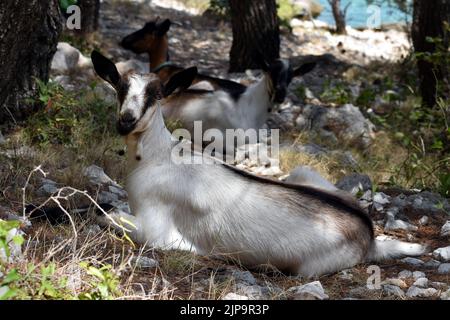 Chèvres croates se reposant à l'ombre sur le bord de mer sur l'île de Murter en Croatie Banque D'Images