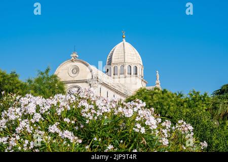 Vue sur la cathédrale Saint-James de la ville de Sibenik, Croatie. Magnifique oleander buisson en fleur en premier plan. Météo d'été, ciel bleu. Banque D'Images