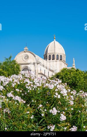 Vue sur la cathédrale Saint-James de la ville de Sibenik, Croatie. Magnifique oleander buisson en fleur en premier plan. Météo d'été, ciel bleu. Banque D'Images