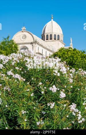 Vue sur la cathédrale Saint-James de la ville de Sibenik, Croatie. Magnifique oleander buisson en fleur en premier plan. Météo d'été, ciel bleu. Banque D'Images