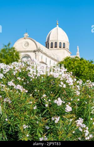 Vue sur la cathédrale Saint-James de la ville de Sibenik, Croatie. Magnifique oleander buisson en fleur en premier plan. Météo d'été, ciel bleu. Banque D'Images