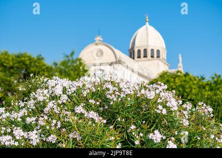 Vue sur la cathédrale Saint-James de la ville de Sibenik, Croatie. Magnifique oleander buisson en fleur en premier plan. Météo d'été, ciel bleu. Banque D'Images