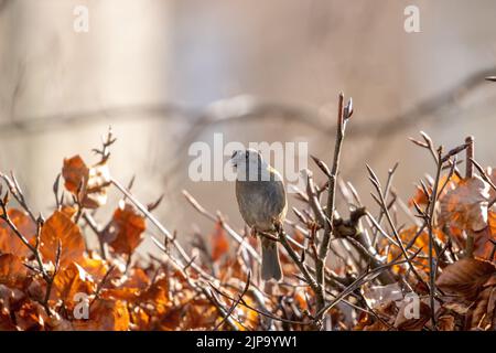 Dunnock (Prunella modularis) assis au-dessus d'une belle haie de hêtre doré éclairée par la lumière du soleil un jour ensoleillé en hiver, West Yorkshire, Angleterre, Royaume-Uni Banque D'Images