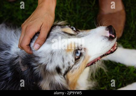 Le propriétaire est en plein cœur d'un chien de berger australien bien-aimé, avec une vue d'en haut. Contact humain avec l'animal. Chien éleveur, chenil, errant, chien tricolore domestique Banque D'Images