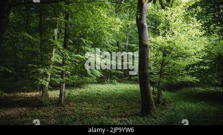 Une forêt pittoresque de feuillus en vert en Transylvanie, Roumanie Banque D'Images