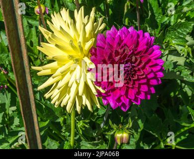 Un gros plan de fleurs de Dahlia jaune et rouge. Banque D'Images