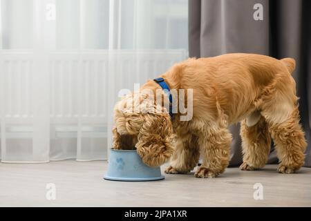 Chien d'épagneul Cocker mangeant de la nourriture à partir d'un bol sur le sol dans la maison Banque D'Images