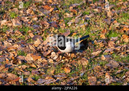 Le magpie eurasienne ou magpie commune (Pica pica) est un oiseau reproducteur résidant dans la partie nord du continent eurasien. Banque D'Images