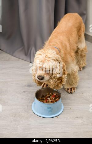 Chien d'épagneul Cocker mangeant de la nourriture à partir d'un bol sur le sol dans la maison Banque D'Images