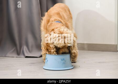 Chien d'épagneul Cocker mangeant de la nourriture à partir d'un bol sur le sol dans la maison Banque D'Images