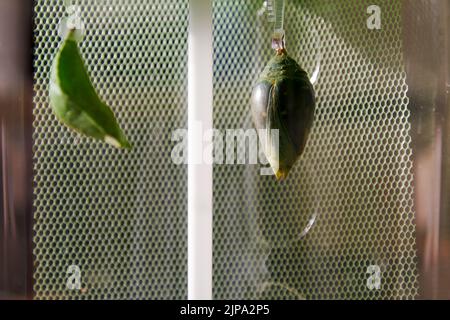 aquarium de ferme pour la croissance de papillons. Animaux exotiques domestiques Banque D'Images