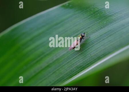 Un gros plan de l'insecte de Chloromyia sur la feuille verte Banque D'Images