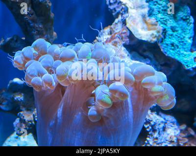 Bubble Coral, Steinhart Aquarium, California Academy of Sciences, San Francisco Banque D'Images