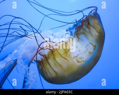 Sea Nettles à l'aquarium de Steinhart, California Academy of Sciences, San Francisco Banque D'Images