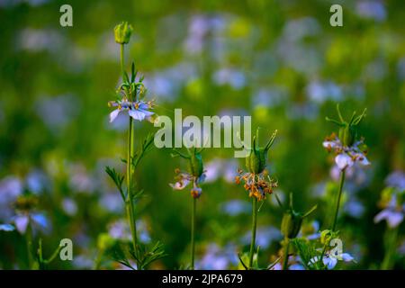 Nigella sativa (carvi noir, également connu sous le nom de cumin noir, nigella, ou kalonji) est une plante à fleurs annuelle de la famille des Ranunculaceae. Banque D'Images