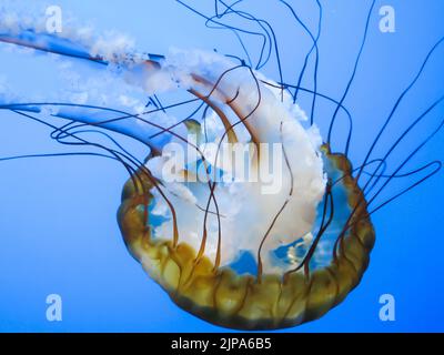 Sea Nettles à l'aquarium de Steinhart, California Academy of Sciences, San Francisco Banque D'Images