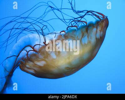 Sea Nettles à l'aquarium de Steinhart, California Academy of Sciences, San Francisco Banque D'Images