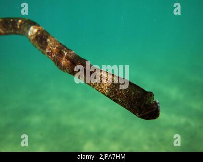 Grèce Nafplio, mardi 16 août 2022. Poissons trompette ou fistulaire à la plage de Carathona dans les membres du genre de poissons fistulaires (Fistularia), qui sont une petite famille de poissons allongés de l'ordre synnathomorphe, sont connus par le nom corneta ou poisson trompette. Le genre est le seul membre de la famille et se compose de quatre espèces qui se trouvent dans les eaux marines tropicales et subtropicales autour du monde. Les poissons cornet sont minces et allongés, comme beaucoup d'anguilles, atteignant des longueurs allant jusqu'à 200 cm, et caractérisés par leurs très longs escarres. Credit: Vangelis Bougiotis/alamy Live news Banque D'Images