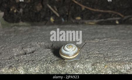 escargots rampant le long de la route la nuit. Banque D'Images