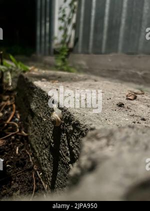 escargots rampant le long de la route la nuit. Banque D'Images