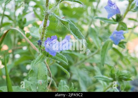 blue devil ou vipers bugloss plante en fleur en plein air en été Banque D'Images