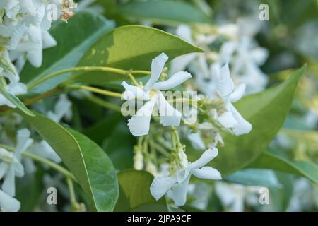 fleur de jasmin étoilé vue de près plein air floraison en été Banque D'Images