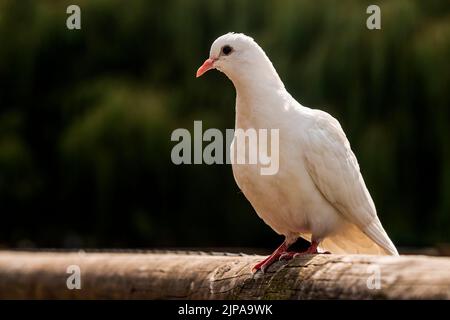 Dove de pigeon blanc Banque D'Images