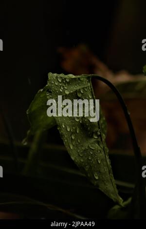Belle feuille vert foncé avec gouttes de pluie, capturées après la pluie. Feuille sur fond vert foncé. Banque D'Images