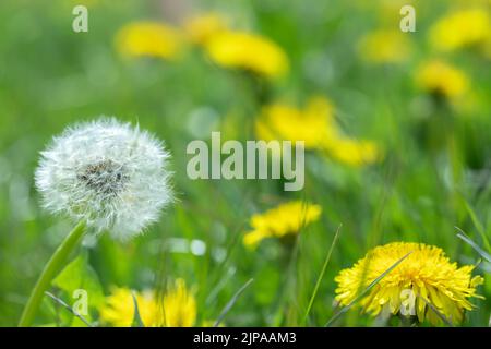 Boule de pissenlit (genre Taraxacum) sur un pré. (Espace de copie). Banque D'Images