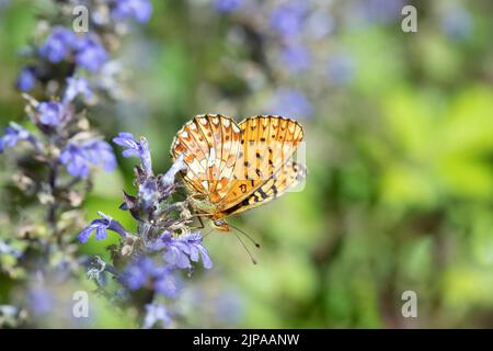 Papillon fritillaire bordé de perles (Boloria euphrosyne). Banque D'Images
