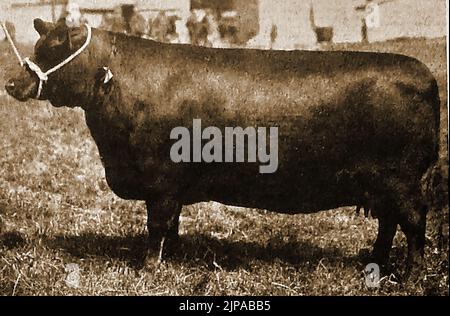 Le bétail britannique se reproduit - Une illustration des années 1930 d'une vache Aberdeen Angus Banque D'Images